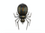 Black Spider Halloween Balloon