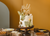 Wild One Wooden Cake Topper