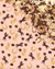 Wild Wild West Confetti