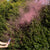 Pink Gender Reveal Smoke Cannon with Confetti